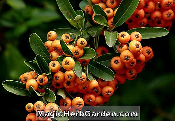 Pyracantha angustifolia (Firethorn)