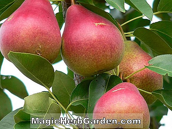 Planter: Pyrus communis (Summercrisp Pear)