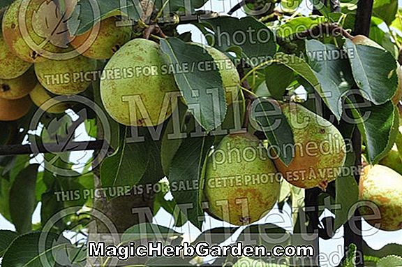 Plantes: Pyrus communis (poire d'été)