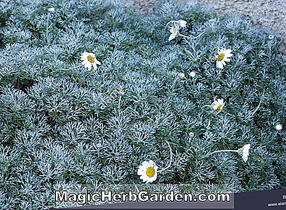 Rhodanthemum hosmariense (Aster)