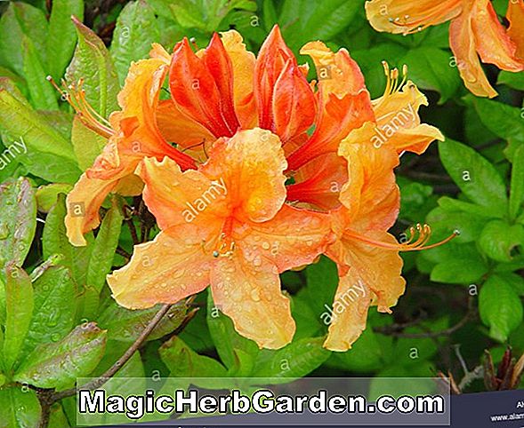 Rhododendron (Exbury laks-Orange Exbury Azalea) - #2