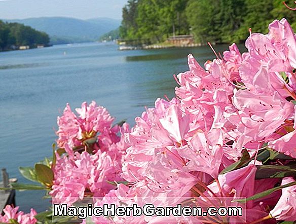 Növények: Rhododendron (Edna B. Kurume Azalea) - #2