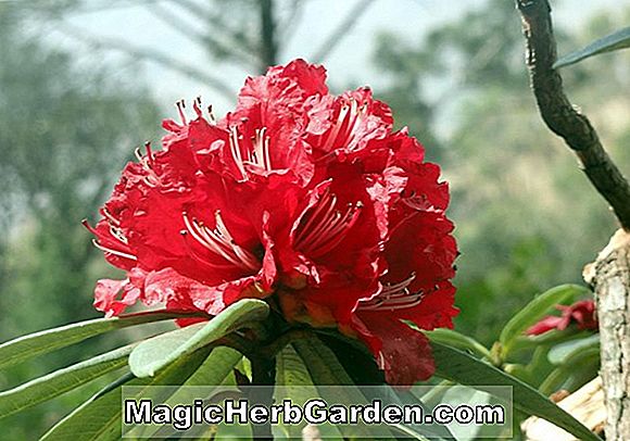 Plantes: Rhododendron (Fal Knap Hill Azalea) - #2