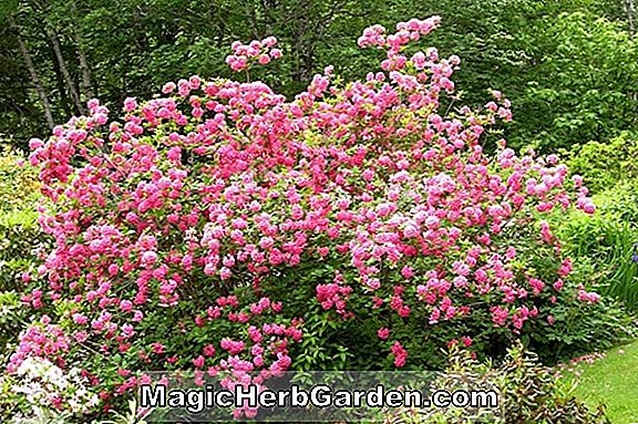 Rhododendron (Windsor Tagesanbruch Windsor Hybrid Azalea) - #2