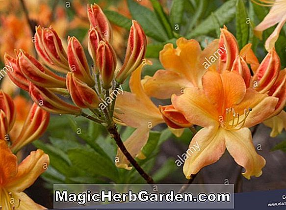 Rhododendron (Alphonse Pericat Pericat Hybrid Azalea) - #2