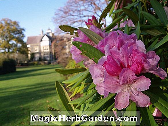 Rhododendron hybrida (Blue Tip Robin Hill Azalea) - #2
