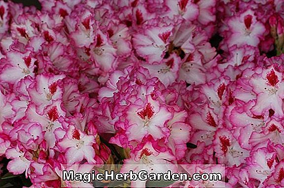 Rhododendron (Hakuo Nishiki Kurume Azalea) - #2