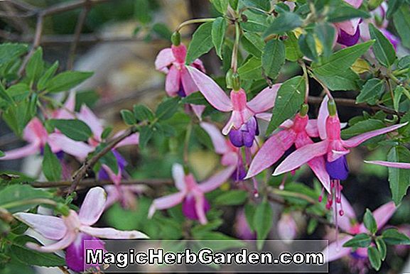 Rhododendron (Helene Kurume Azalea)