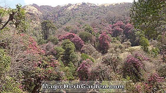 Rhododendron (Ilam Melford Rot Ilam Hybrid Azalea)