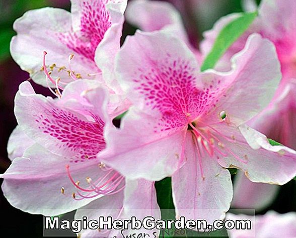 Rhododendron (Iro Sobi Kurume Azalea)