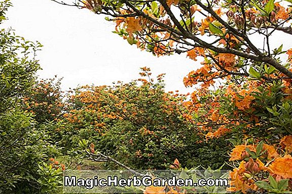 Rhododendron (Jackie Parton Knap Hügel Azalee) - #2