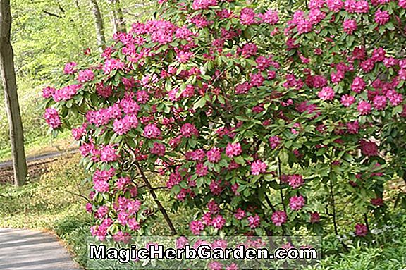 Rhododendron (Jessie Shirar Hines Hybride Azalee)