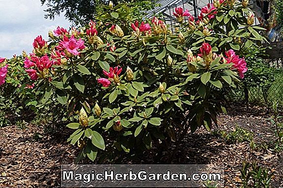 Növények: Rhododendron (Red Rag Ilam Hybrid Azalea) - #2