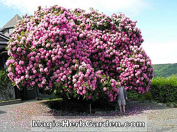 Rhododendron (La Lumiere Gable Hybrid Azalea) - #2