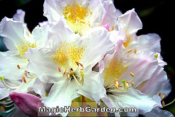 Rhododendron (Liberty Mollis Hybrid Azalea)