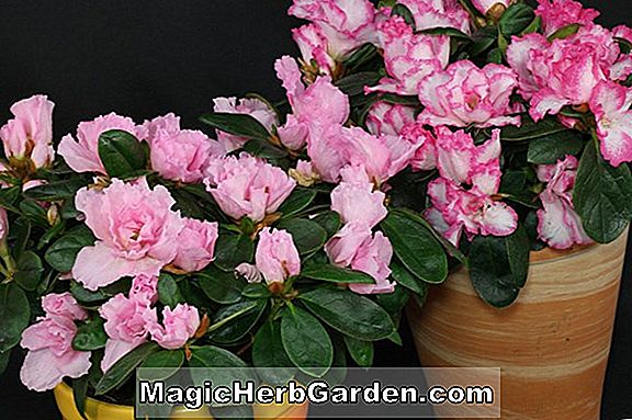 Rhododendron (Madame Henry Belgische Indica Azalea) - #2