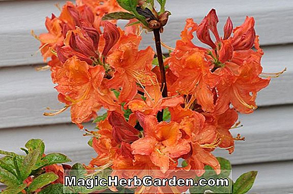 Rhododendron (Mandarin Maid Knap Hill Azalea)