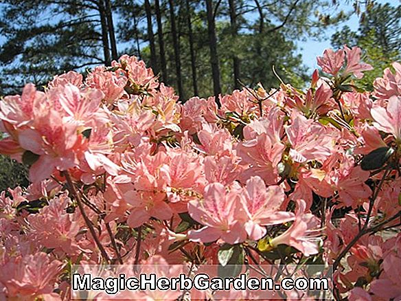 Rhododendron (May Glory Kurume Azalea)