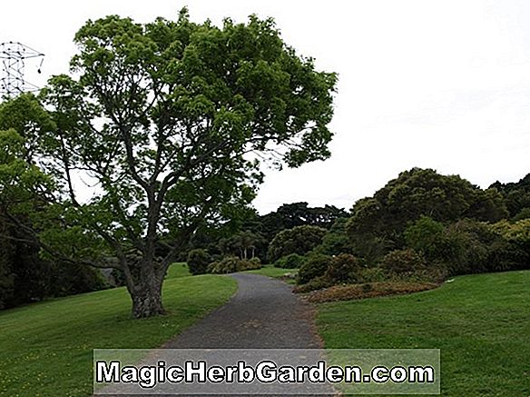 Rhododendron (Melford Glory Ilam Hybrid Azalea) - #2