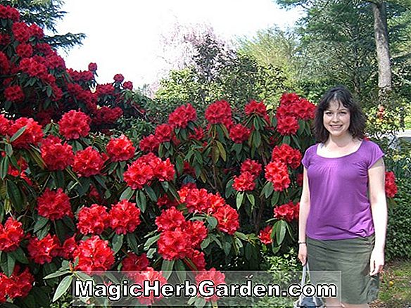 Plantes: Rhododendron (Miriam Gable Hybrid Azalea) - #2