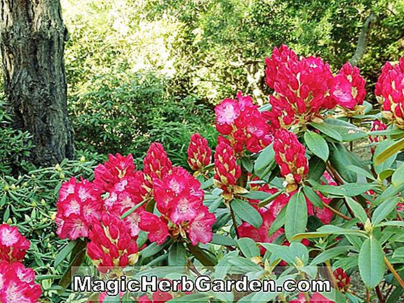 Rhododendron (Miss Teenager Belgian Indica Azalea)
