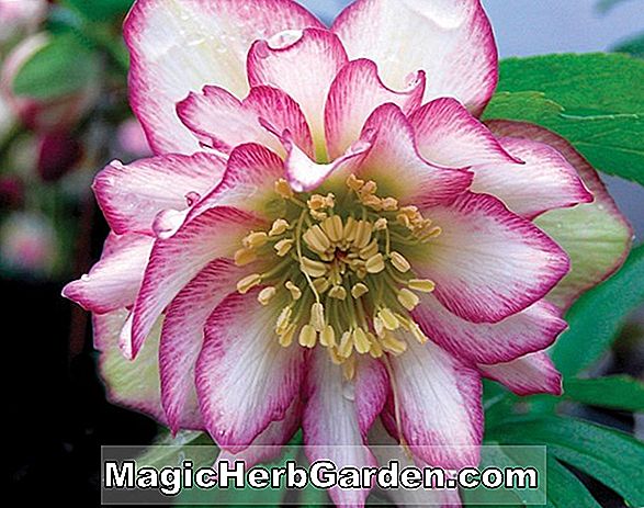 Plantes: Rhododendron (Azalée Suprême Exbury Écarlate) - #2