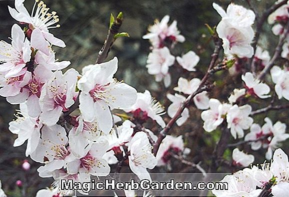 Planter: Rhododendron (Apple Blossom Mollis Hybrid Azalea) - #2