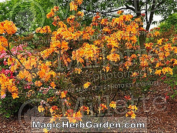 Rhododendron (Nancy Buchanan Exbury Azalea) - #2