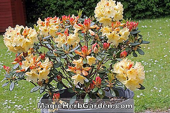 Plantes: Rhododendron (Nelly Hardijzer Mollis Hybrid Azalea) - #2
