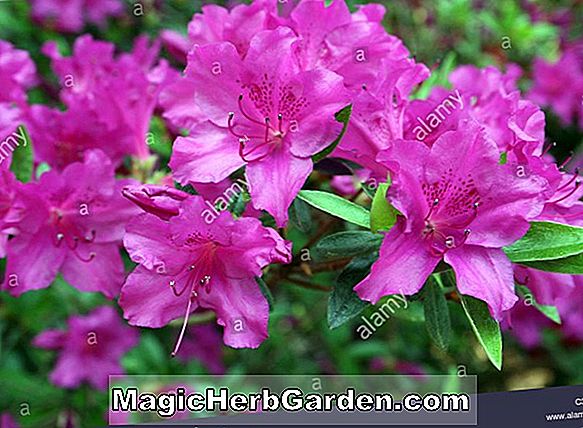 Rhododendron (New Cerise Belgian Indica Azalea)