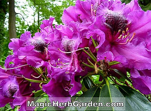 Rhododendron (Odin Mollis Hybrid Azalee)