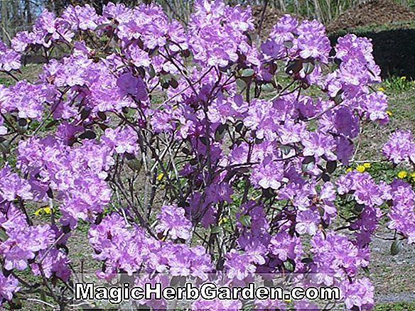 Rhododendron (Victoria Mollis Hybrid Azalea) - #2