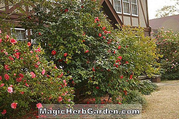 Pflanzen: Rhododendron (Pride Pericat Hybrid Azalee) - #2