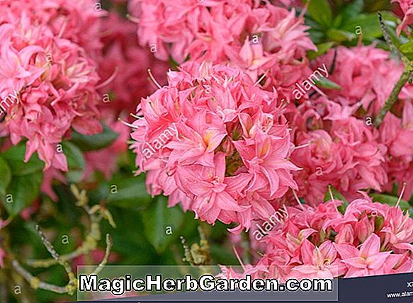 Rhododendron ('Persil' Knap Hill Azalea) - #2