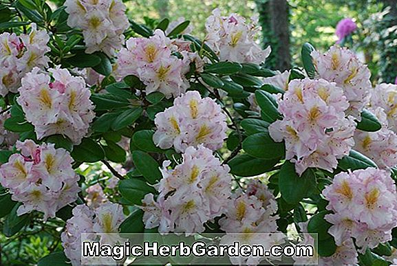 Rhododendron (professor Wolters belgiske indiske azalea)