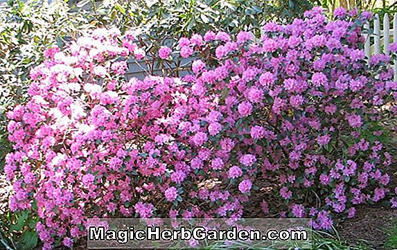 Rhododendron (Königin von England Gent Hybrid Azalea)