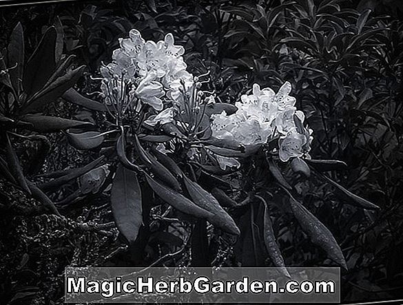 Rhododendron (Reine des Rouges Gand Azalée Hybride)