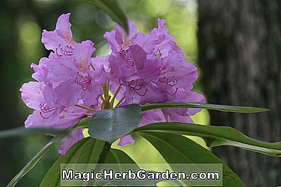 Rhododendron (Robin Hill Rosanne Robin Hill Hybrid Azalea)