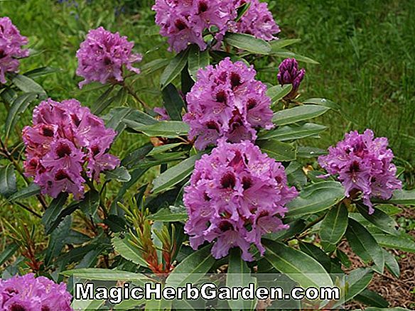 Rhododendron (Alphonse Pericat Pericat Hybrid Azalee) - #2