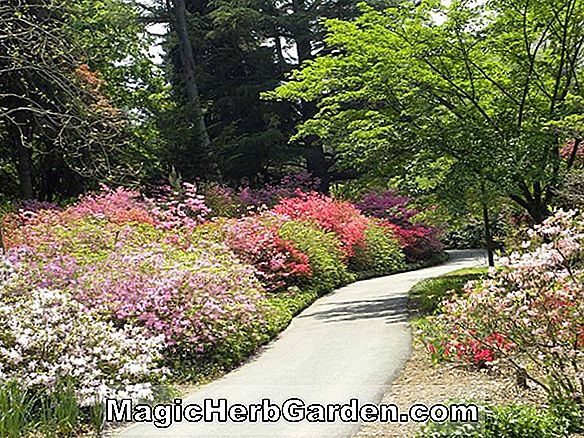 Pflanzen: Rhododendron (Samuel Taylor Coleridge Mollis Hybride Azalee) - #2