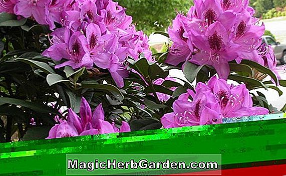 Rhododendron (Sandra Marie Bovee Knap Hügel Azalee) - #2