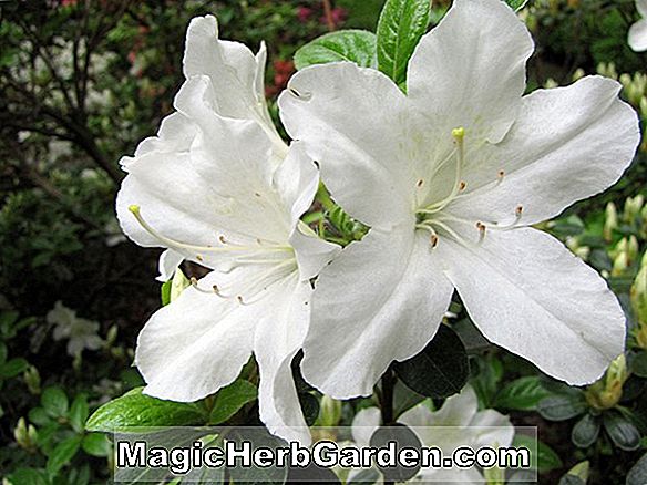 Rhododendron (Scout Glenn Dale Azalea) - #2