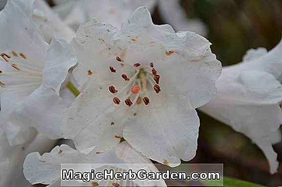 Rhododendron (Senju Kurume Azalea)