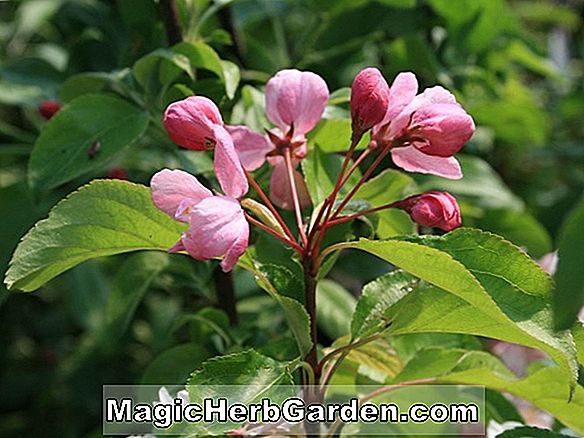 Rhododendron (Seneca Glenn Dale Azalea) - #2