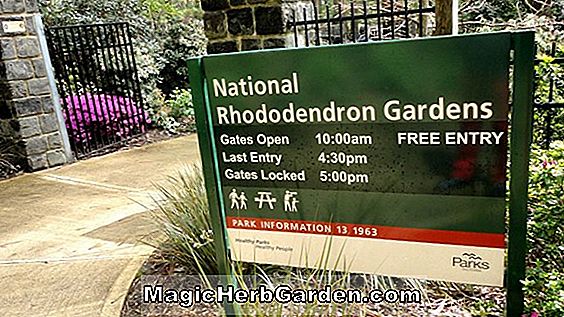 Rhododendron (Shakespeare Mollis Hybrid Azalea) - #2