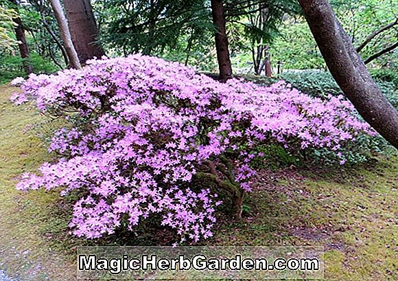 Plantes: Rhododendron obtusum (Hiryu Azalea)