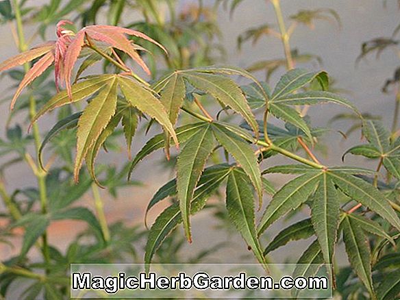 Rhododendron (Shiko no Tsuki Satsuki Hybrid Azalea) - #2