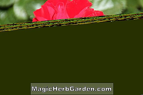 Rhododendron (Anna Mollis Hybride Azalee) - #2
