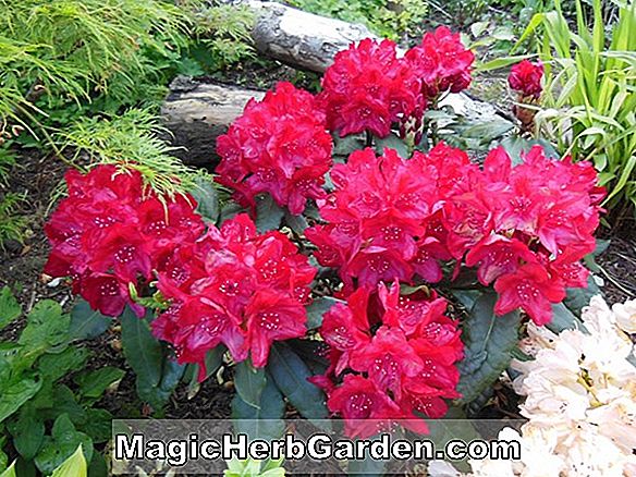 Rhododendron (Sunglow Carla Hybrid Azalea)