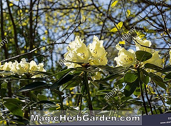 Plantes: Rhododendron (Beaulieu Exbury Azalea)